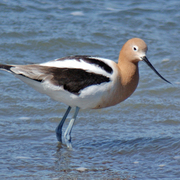 Male. Note: bill slightly less curved than female. Male. Note: bill slightly less curved than female.