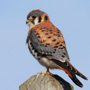 Male. Note: bright rufous and blue on the back. Male. Note: bright rufous and blue on the back.