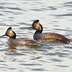 Pair of breeding adults Pair of breeding adults
