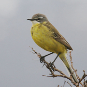 Note: dark cheek and white supercilium. Note: dark cheek and white supercilium.