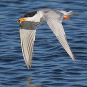 Adult breeding. Note: orange bill with black tip. Adult breeding. Note: orange bill with black tip.