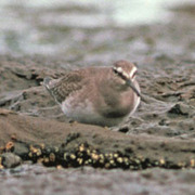 Leadbetter Point, WA; 13 Octobert 1975 Leadbetter Point, WA; 13 Octobert 1975