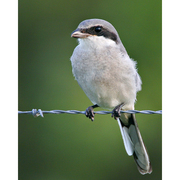 Juvenile. Note: fine barring on breast. Juvenile. Note: fine barring on breast.