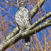 Juvenile Northern Goshawk. Note: white supercilium Juvenile Northern Goshawk. Note: white supercilium