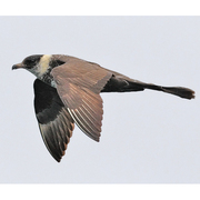 Adult breeding plumage (light morph). Note: thick/dark breast band, pale base on primary coverts. Adult breeding plumage (light morph). Note: thick/dark breast band, pale base on primary coverts.