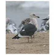 Immature (2nd winter) Immature (2nd winter)