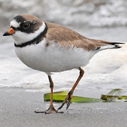 Breeding plumage. Note: orange bill with black tip. Breeding plumage. Note: orange bill with black tip.