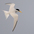 Adult breeding in flight. Note: white forehead, yellow bill with black tip and two black primaries.