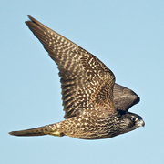 Juvenile Juvenile