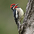 Male. Note: all red chin (unlike female) and throat with incomplete black border (unlike Yellow-bellied).